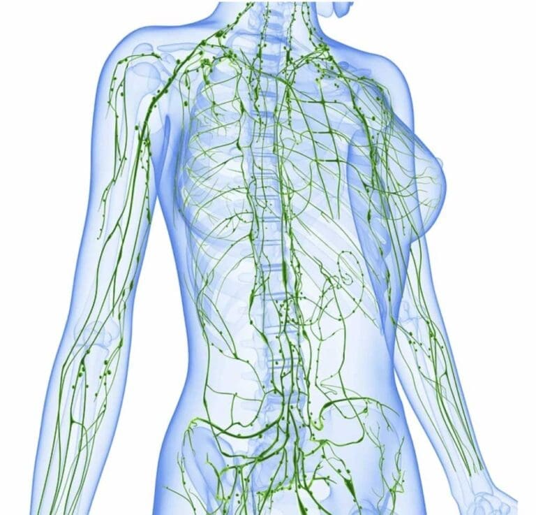 Human body showing veins and spine