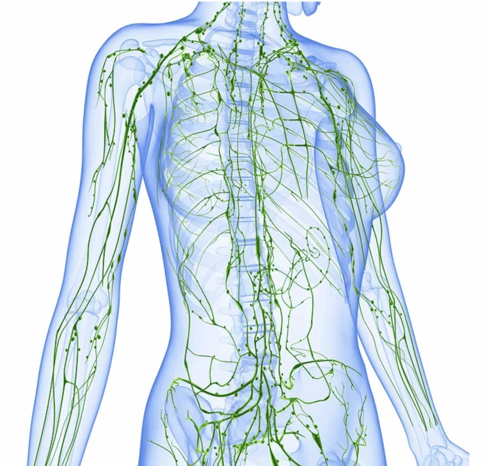 Human body showing veins and spine